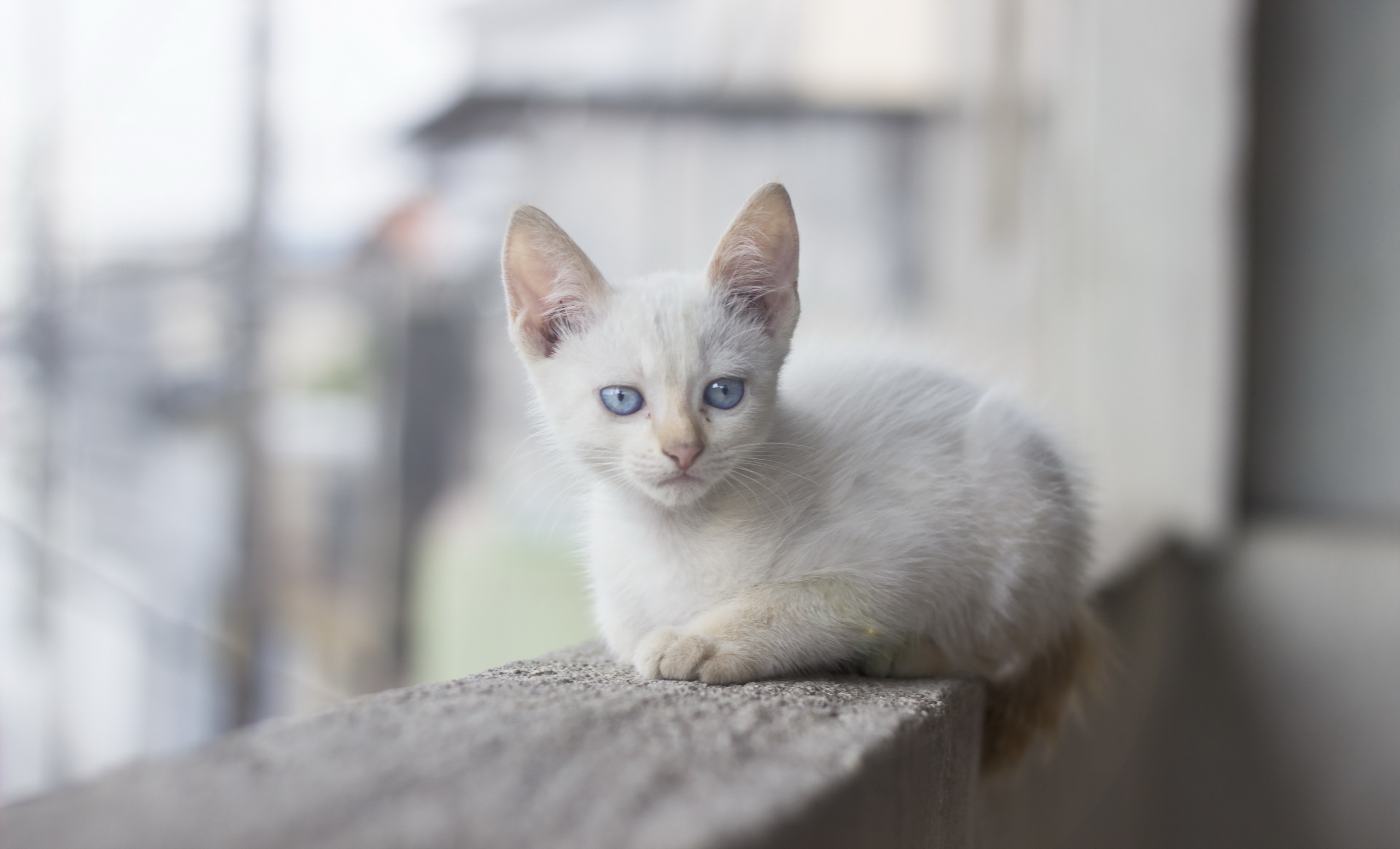 кошка взгляд (5)